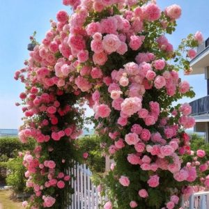 Роза Пастель Розе купить по цене от 605р. в интернет-магазине «Посадика» с доставкой почтой в в Покрове и по всей России – [изображение №1].