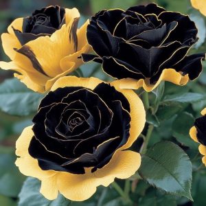 Роза Ханни Сикл купить по цене от 700р. в интернет-магазине «Посадика» с доставкой почтой в в Покрове и по всей России – [изображение №1].