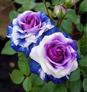 Роза Айвори Каскад купить по цене от 420р. в интернет-магазине «Посадика» с доставкой почтой в в Покрове и по всей России – [изображение №1].