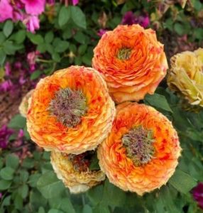 Роза Золотой Мираж купить по цене от 420р. в интернет-магазине «Посадика» с доставкой почтой в в Покрове и по всей России – [изображение №1].