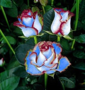 Роза Сафайер Пэтл купить по цене от 450р. в интернет-магазине «Посадика» с доставкой почтой в в Покрове и по всей России – [изображение №1].