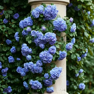 Роза плетистая Блю Перпл купить по цене от 540р. в интернет-магазине «Посадика» с доставкой почтой в в Покрове и по всей России – [изображение №1].